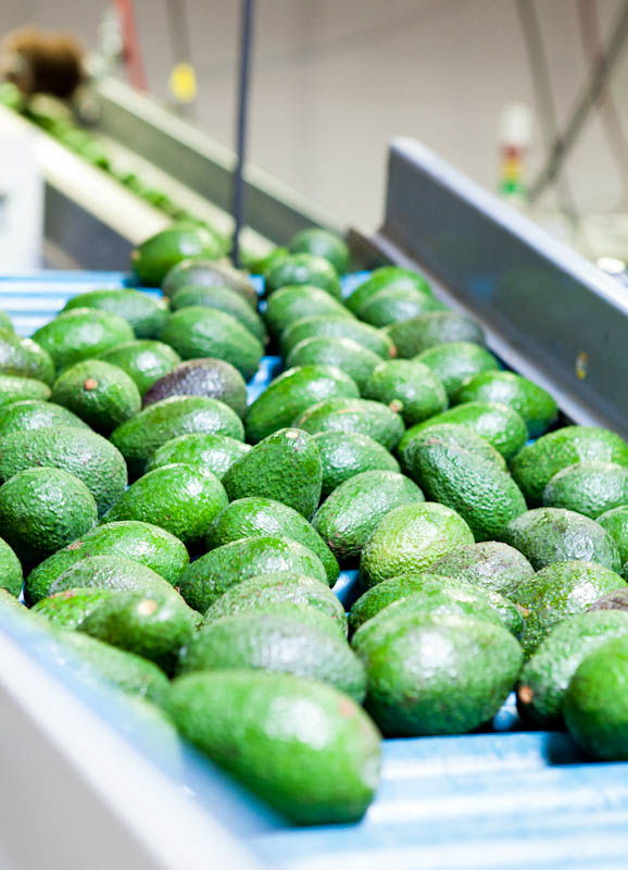 Avocados on assembly line