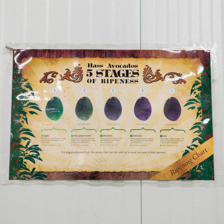 Hass Avocados 5 stages of ripeness poster