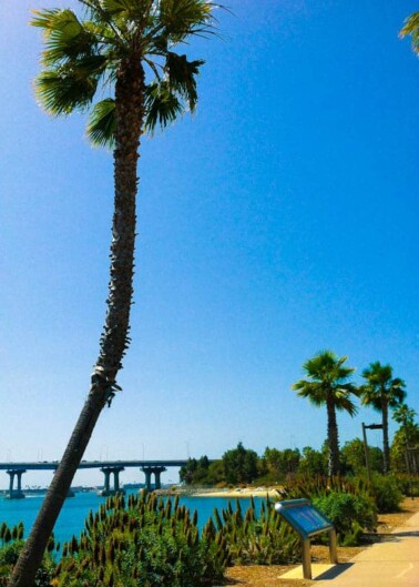 A sunny coastal pathway with palm trees and a bench overlooking a bridge in the distance.