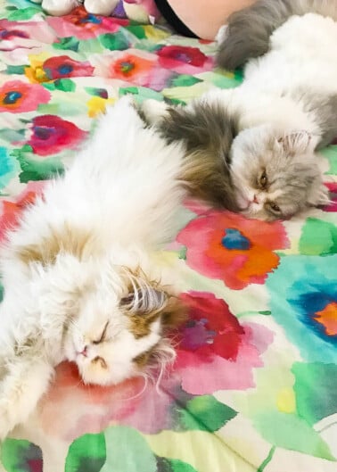 Two fluffy cats sprawled out relaxing on a colorful floral-patterned bedspread.